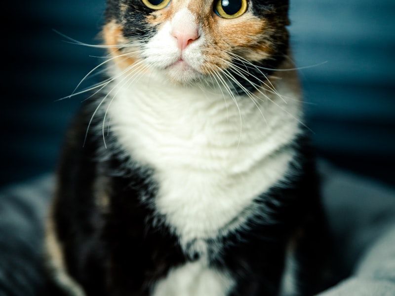 三毛猫のあんず