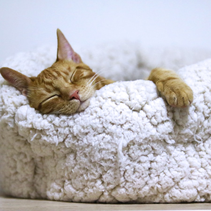 ふわふわのベッドで気持ちよさそうに眠る茶トラ猫